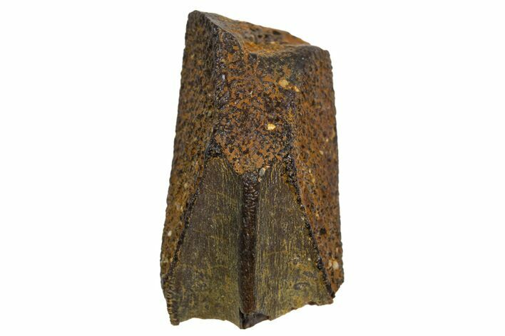 Fossil Hadrosaur (Edmontosaurus) Partial Tooth - Montana #340918